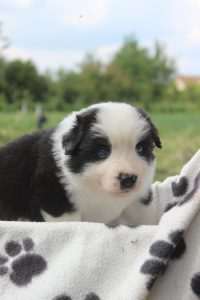 border collie hyper paw
