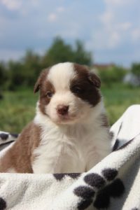 border collie hyper paw