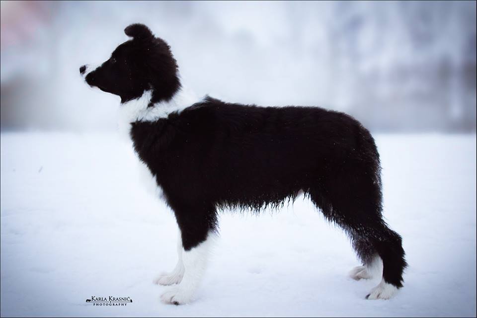 border collie