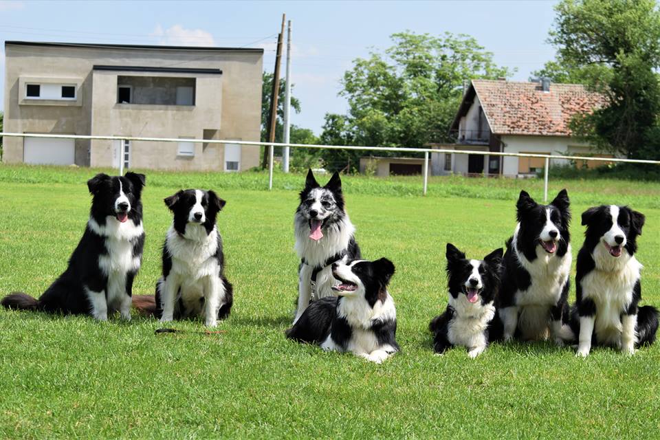 agility skola za pse osijek kutina 2018 druženje