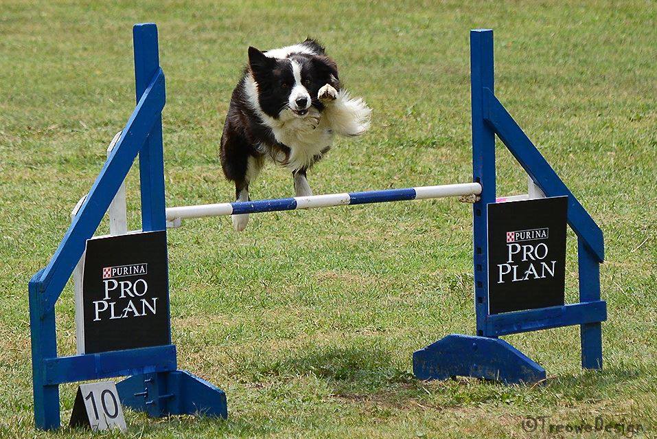 border koli agility skola za pse