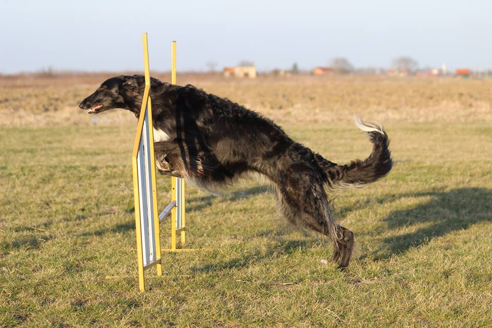 agility osijek
