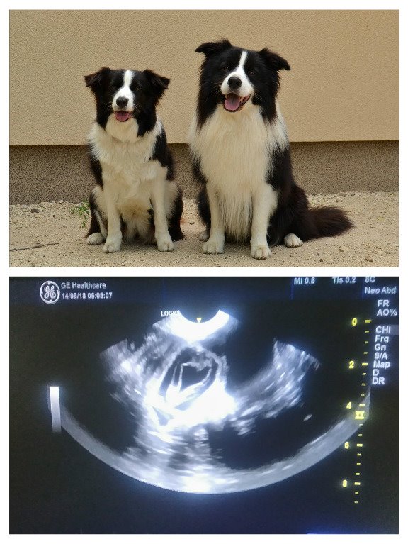 potvrđena gravidnost border collie