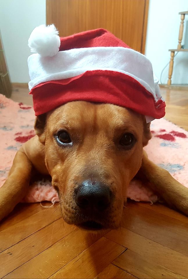 hotel za pse osijek baranja