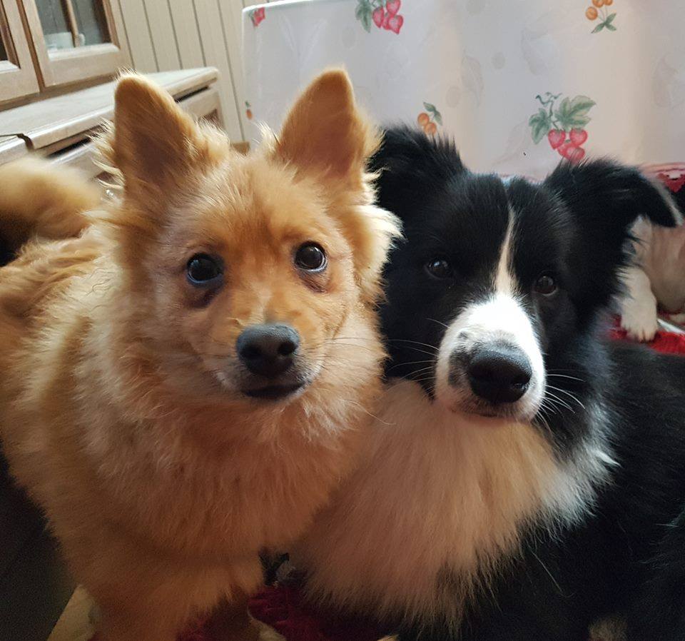 hotel za pse baranja osijek