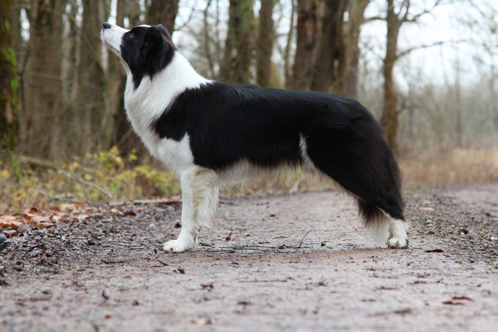 border collie olga
