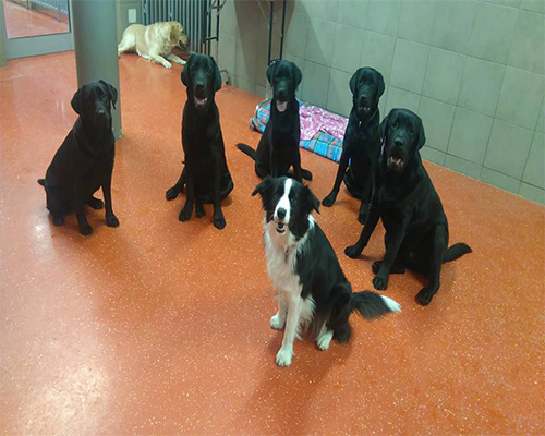 dolazak psa na poziv