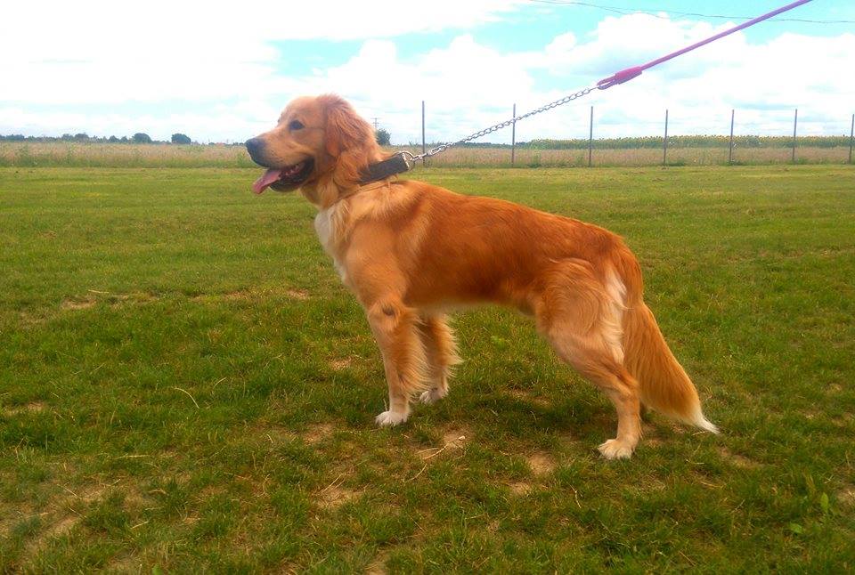 skola za pse osijek baranja individualni rad