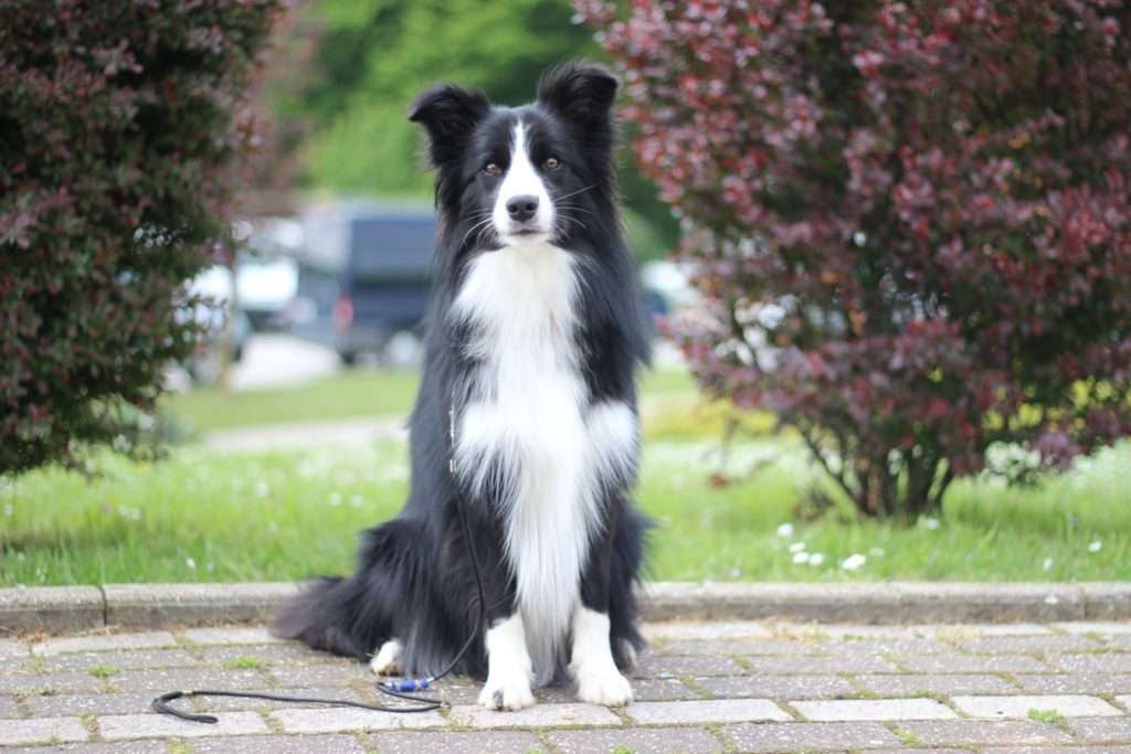 suvlasništvo-border-collie