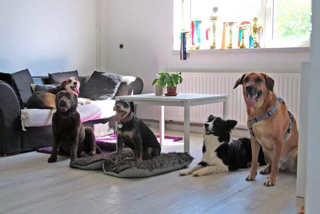 hotel za pse osijek baranja