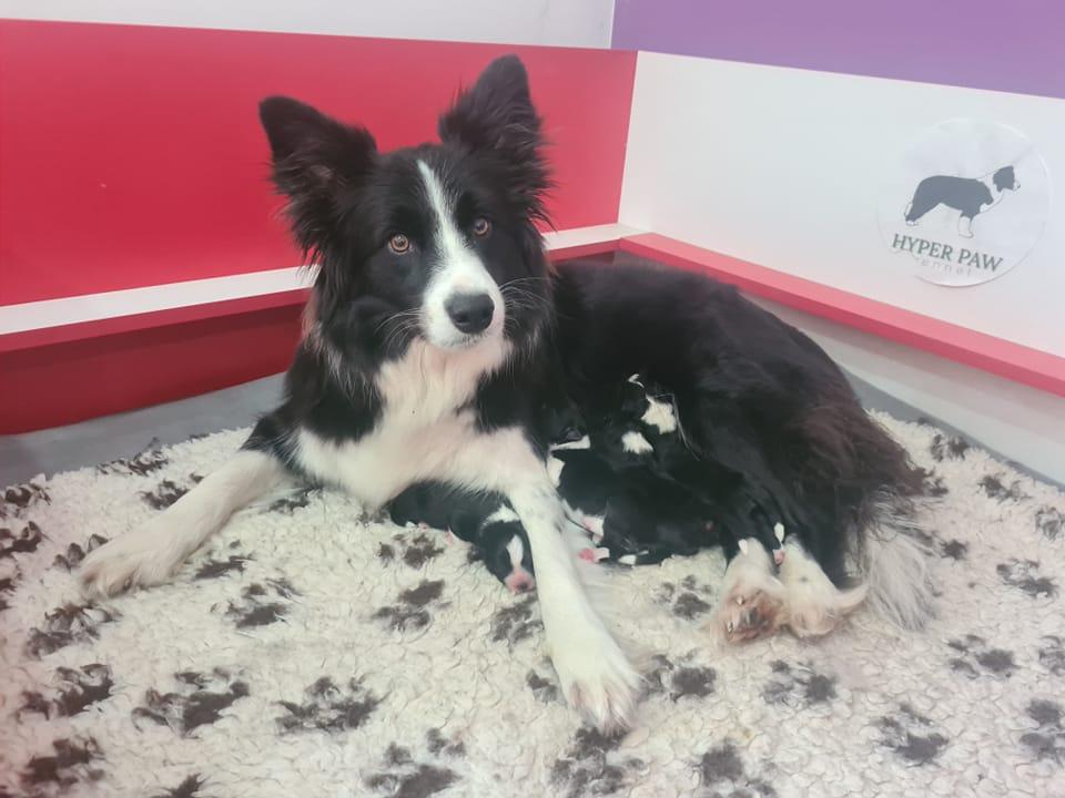 border collie štenci