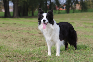 Hyper Paw Dream Come True Maja border collie
