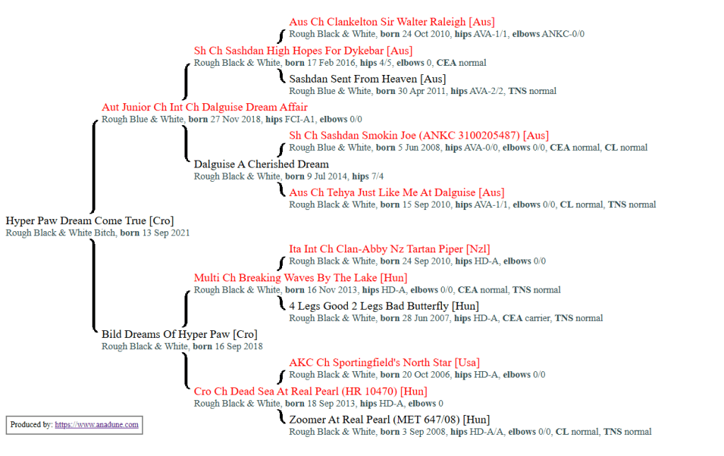 border collie štenci