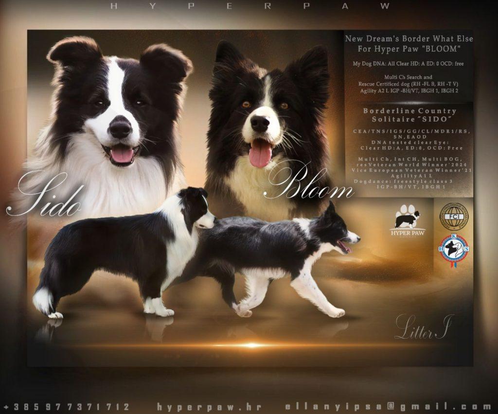 border collie leglo uzgajivačnica