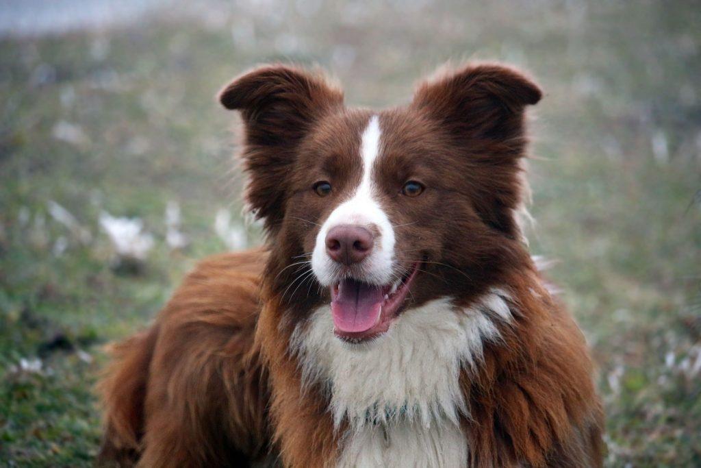 border collie štenci legla 2026 uzgajivačnica