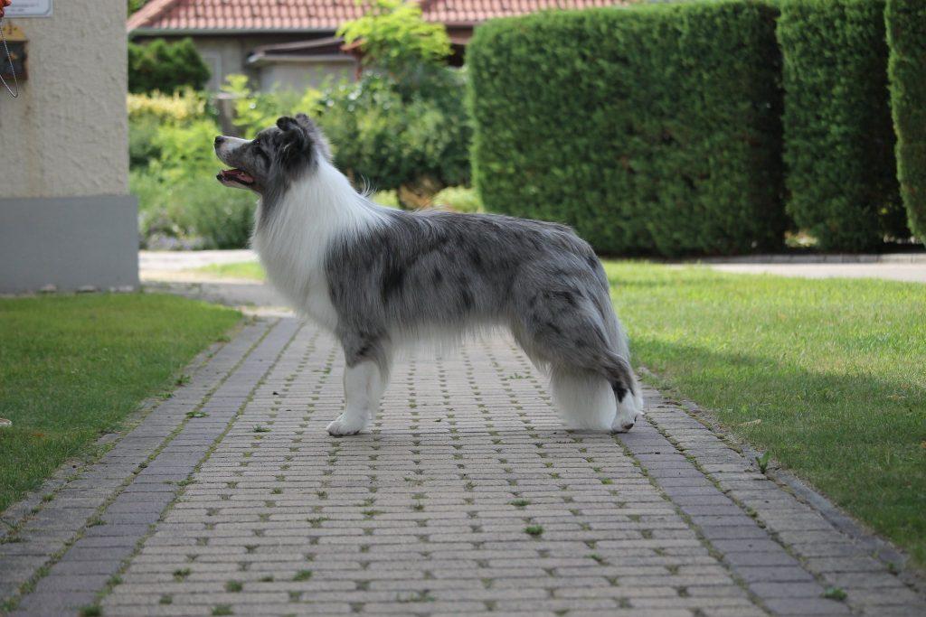 border collie štenci legla uzgajivačnica hyper paw