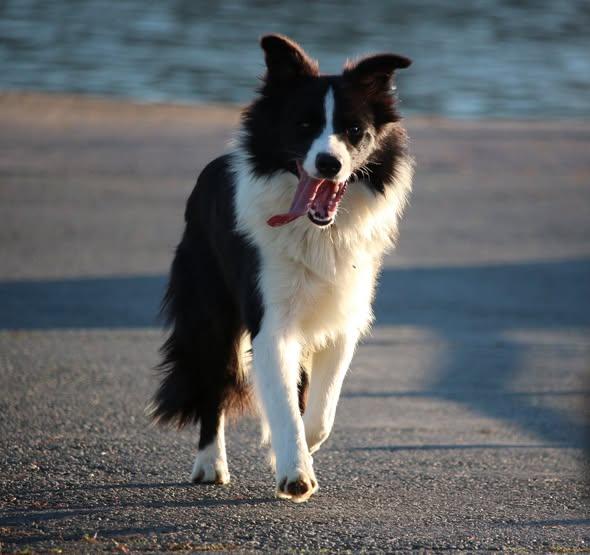 border collie hrvatska cijena