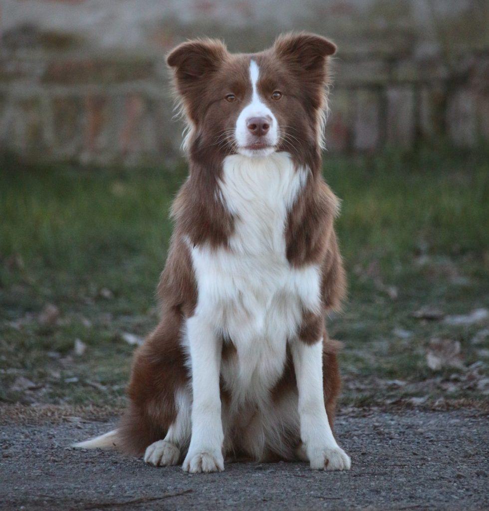 border collie leglo 2026