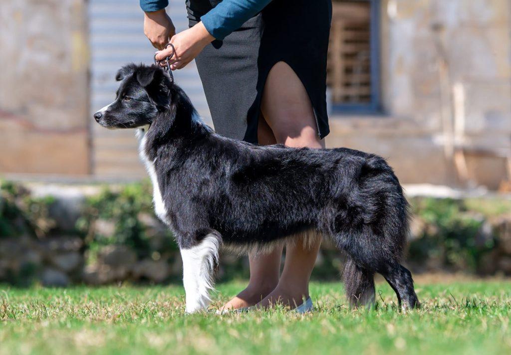 Hyper Paw Fragment Of Happiness arwen 1