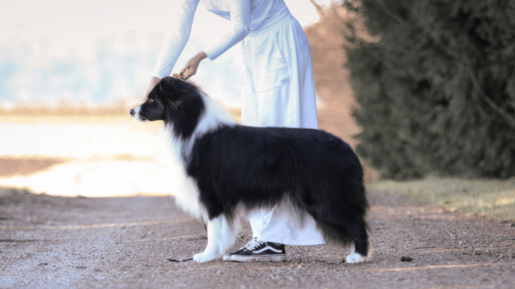 border collie štenci