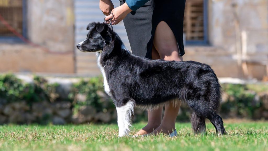 border collie štenci