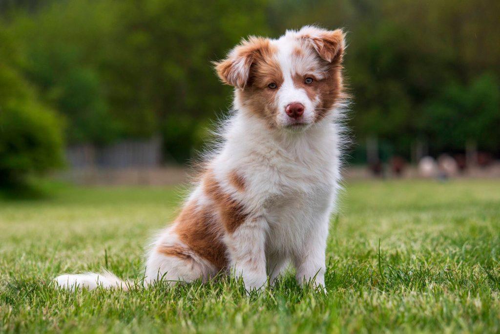border collie merle