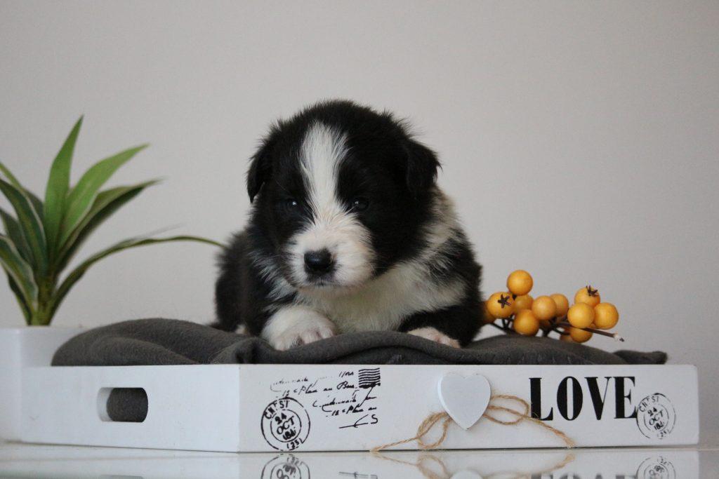 border collie štenci