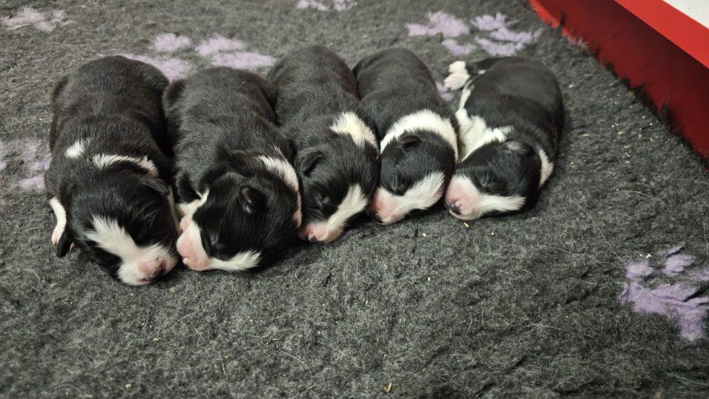 border collie štenci 2026 leglo