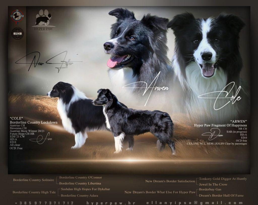 border collie štenci leglo 2026